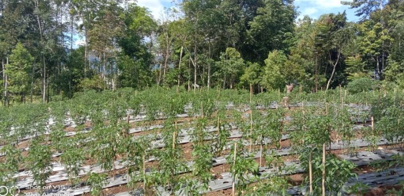 Wow, Petani Cabai di Kecamatan Airhangat Timur Merugi, Ini Penyebabnya