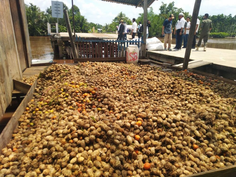 Petani Lebih Memilih Menahan Diri Menjual Buah Pinang