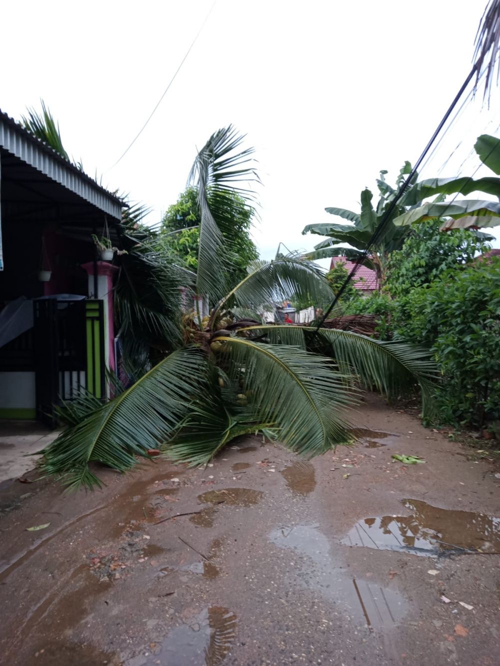 Pohon Kelapa Tumbang di Rawasari, Listrik di 7 Rumah Padam