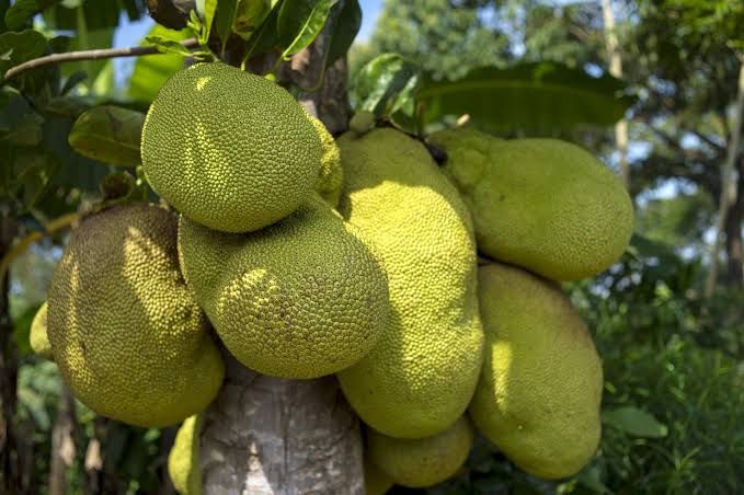 Nih, 10 Manfaat Luar Biasa Buah Nangka