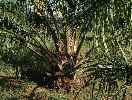 Sawit Capai Harga Tertinggi, Sekarang Rp 3.909,97 per Kilogram