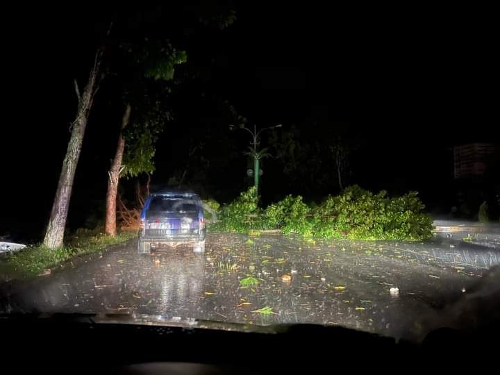 Hujan Deras dan Angin Kencang, Sejumlah Pohon di Bungo Tumbang