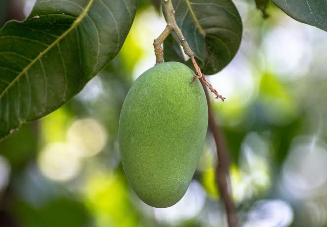 Tak Terduga, Rutin Konsumsi Air Rebusan Daun Mangga, Rasakan 4 Manfaat Luar Biasa Ini