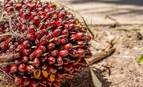 Harga Sawit Rp4.000 per Kg, Tertinggi Sepanjang Sejarah   