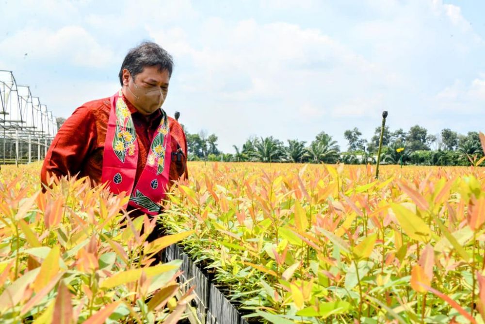 Menko Airlangga: Reforestrasi Dorong Akselerasi Pertumbuhan Green Economy