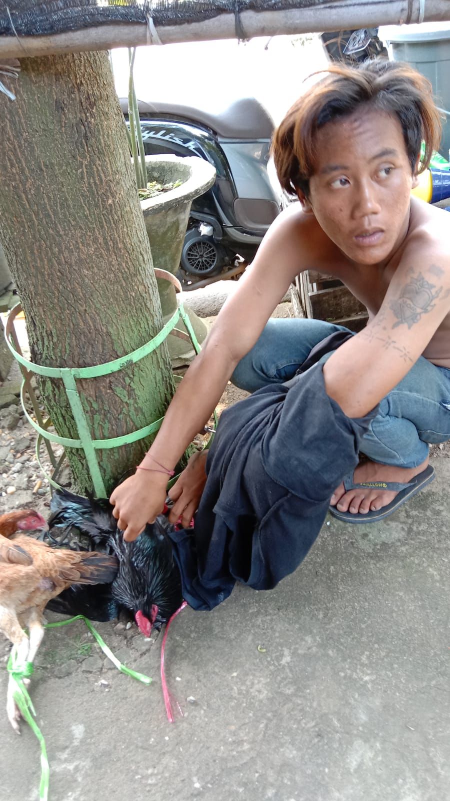 Nekat Curi Ayam Jago, Seorang Pemuda di Kotabaru Diamankan Warga