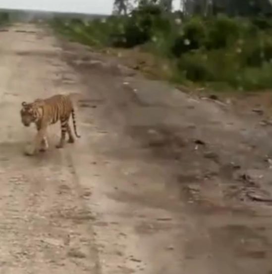 Terkait Video Kemunculan Harimau di Tanjab Timur, BKSD Sebut Begini