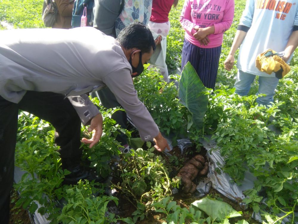 Malang! Bayi Perempuan Ditemukan Terkubur di Kebun Warga di Kayu Aro Barat