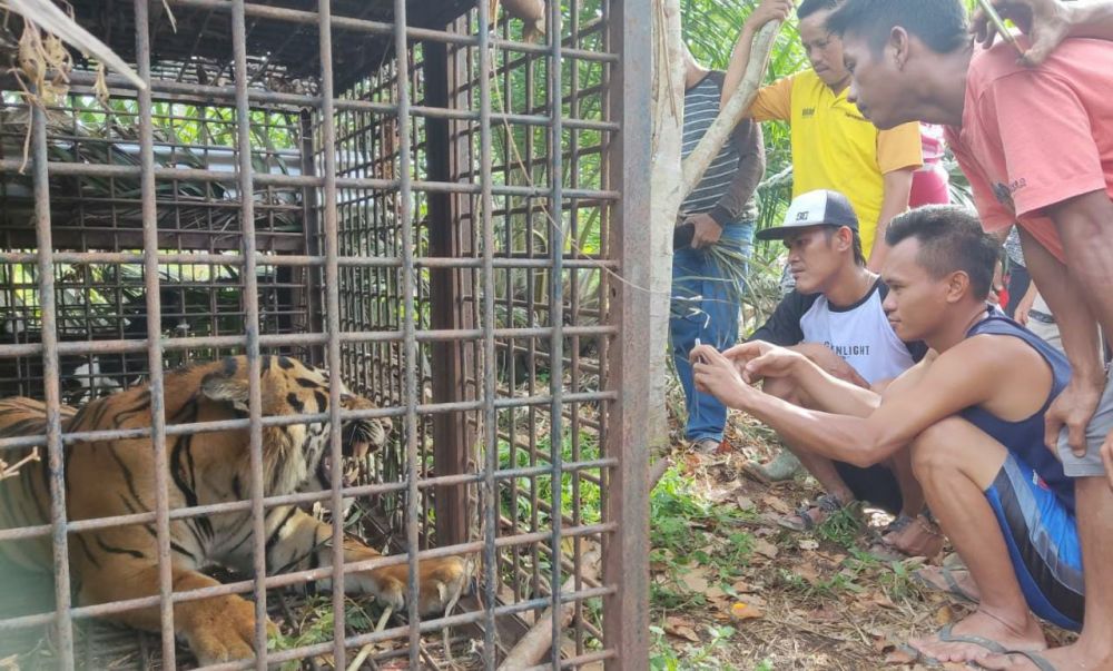 Harimau yang Masuk Perangkap di Merangin dalam Kondisi Sehat dan Siap Dilepasliarkan