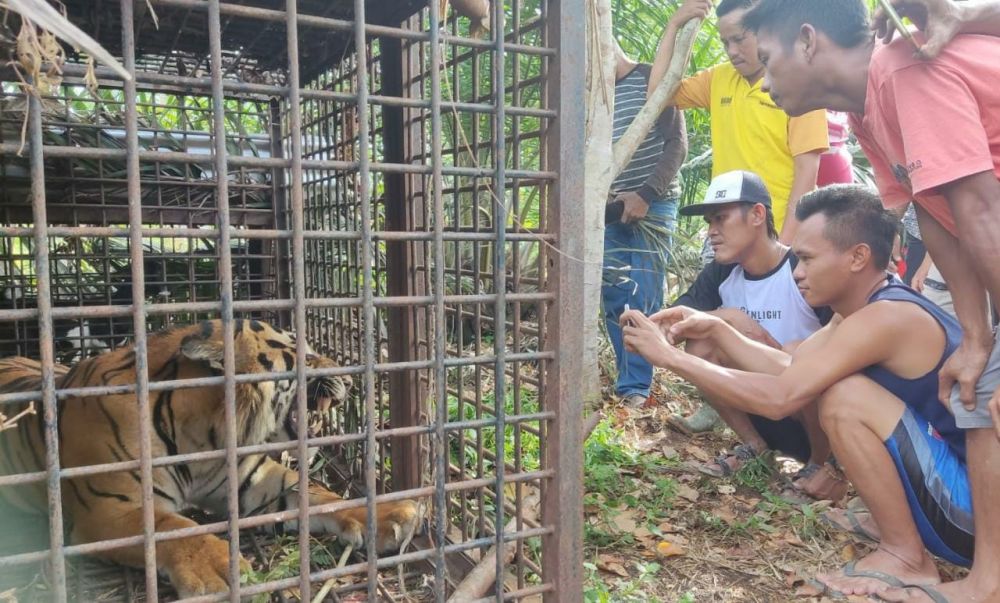 Kondisi Sehat, Harimau yang Masuk Perangkat BKSDA Siap Dilepasliarkan