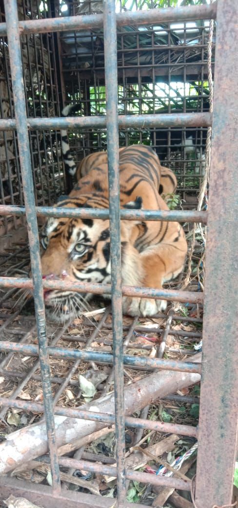Harimau yang Masuk Perangkap di Merangin Akan Dilepasliarkan, Ini Lokasinya