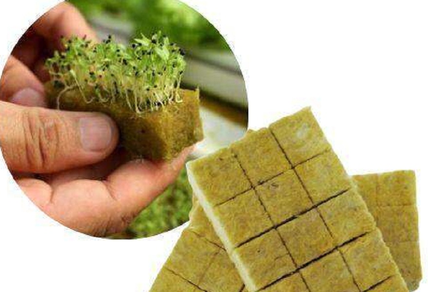 Seni Menyemai Hidroponik: Panduan Praktis Sukses Semai dengan Media Rockwool