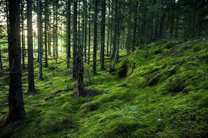 Tahun 2022, Tutupan Hutan di Jambi Naik 2 Persen