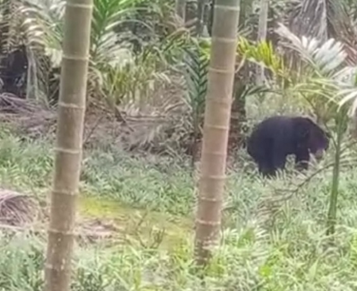 Heboh Penampakan Beruang Madu Berkeliaran di Betara Tanjab Barat, Warga Cemas