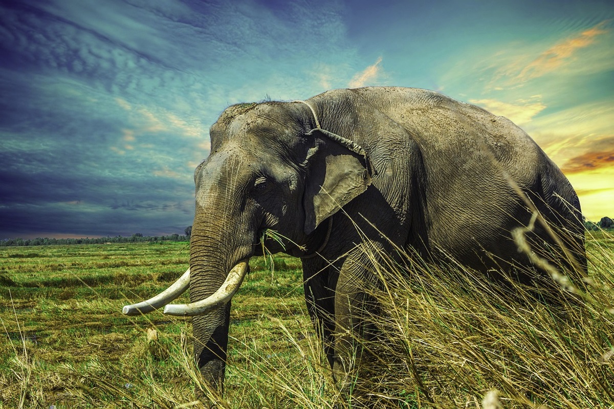 Sekelompok Gajah Diduga Rusak Kebun Sawit Warga Batang Asam, Tanjab Barat Ini Penjelasan BKSDA Jambi 