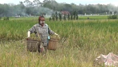 Kekeringan, Ribuan Hektare Padi di Muarojambi Terancam Gagal Panen 