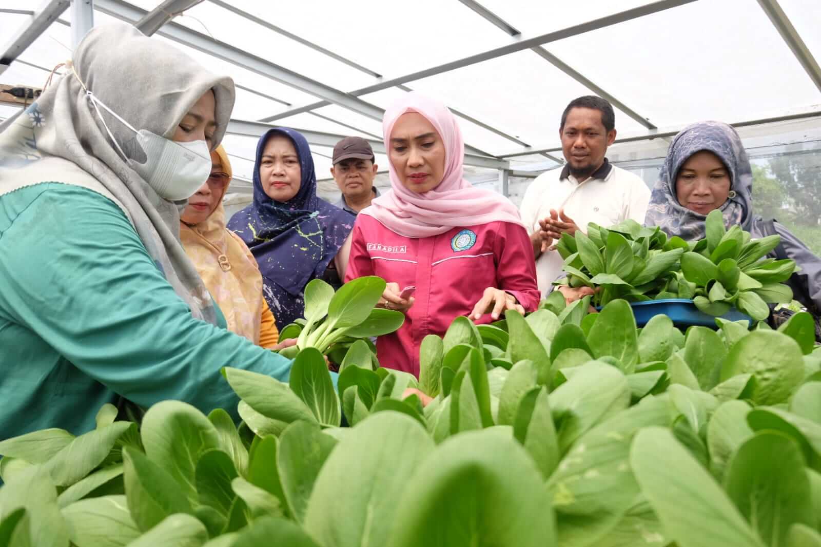 Ketua Tim PKK Muaro Jambi Tinjau Kebun Hidroponik