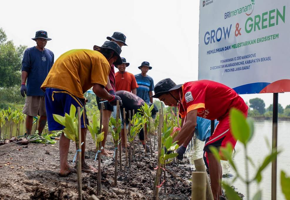 Peringati Hari Mangrove Sedunia, BRI Pertegas Komitmen Selamatkan Lingkungan Lewat Perbaikan Ekosistem Pesisir