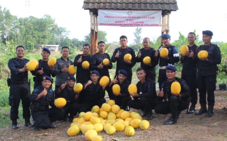 Wujudkan Ketahanan Pangan, Batalyon B Pelopor Sat Brimob Polda Jambi Panen Semangka