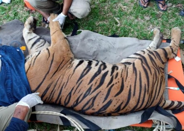BKSDA Jambi Lepasliarkan Harimau Sumatera yang Masuk Perangkap di Merangin
