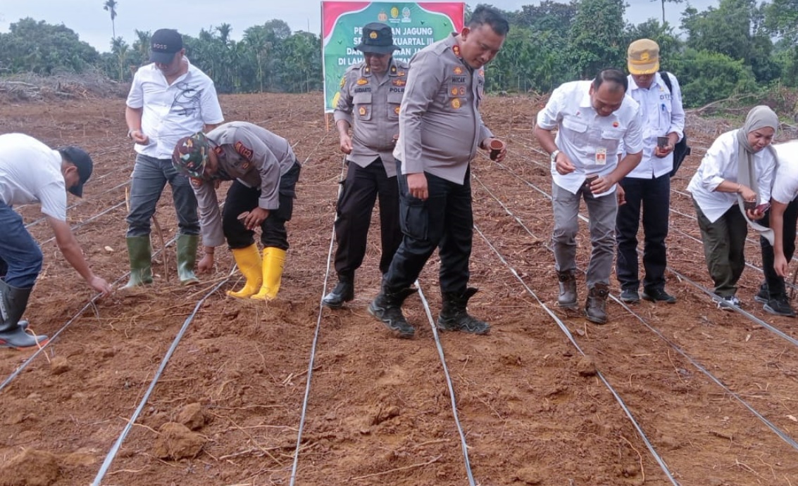 Di Tanjung Jabung Timur, SKK Migas-PetroChina Ikut Tanam Jagung Serentak Kuartal III 