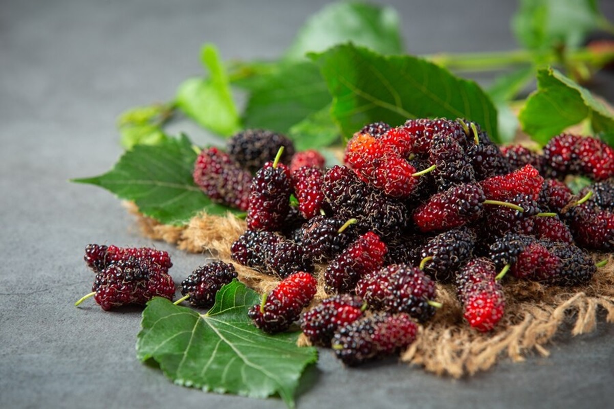 Simak Nih, Manfaat Luar Biasa Buah Mulberry untuk Kesehatan Anda
