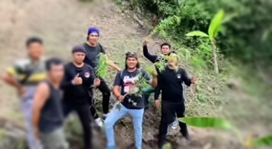 Polisi Temukan Ladang Ganja di Kerinci, 1 Orang Diamankan