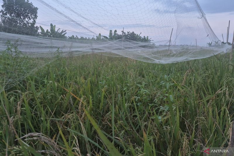 Kemarau Panjang, Petani Kota Jambi Tunda Masa Tanam