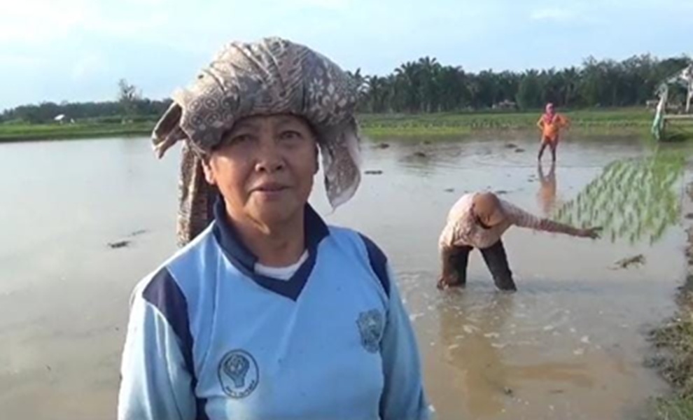 Musim Tanam, Petani di Muaro Jambi Berharap Dapat Bantuan Pupuk dan Penuntas Hama