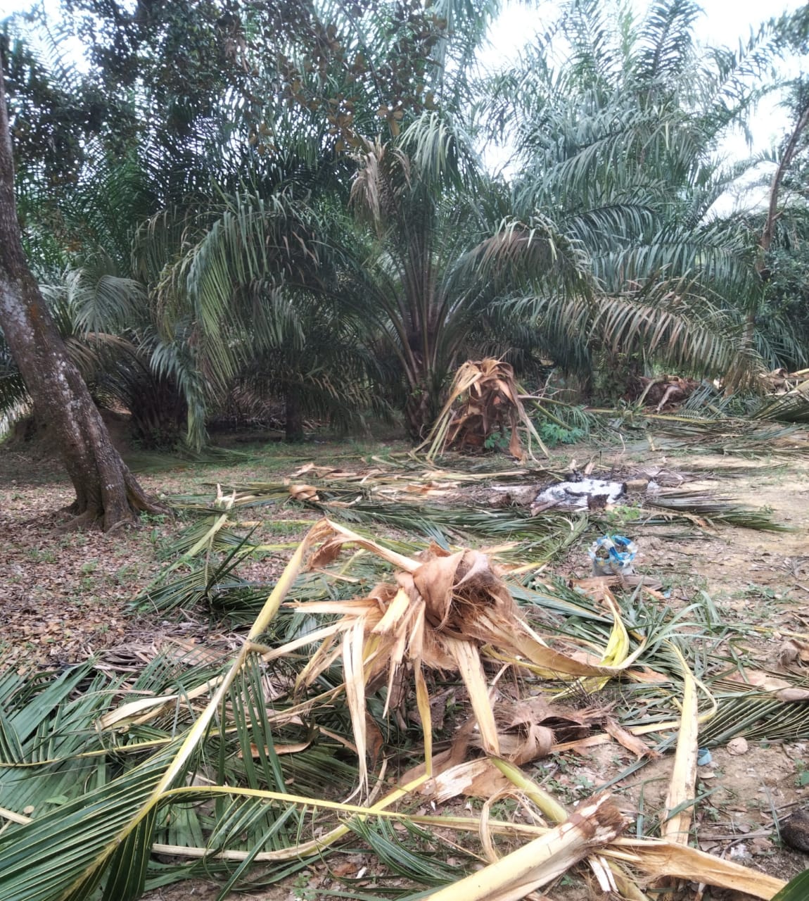 8 Ekor Gajah Masuk Desa Sungai Abang Tebo, Lahan Sawit Warga Jadi Imbas