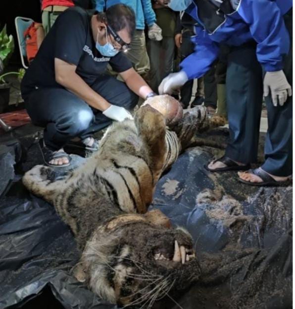 Ini Sakit yang Diderita Harimau Sumatera Bernama Citra Kartini asal Sumatera Utara Hingga Tewas di Kerinci