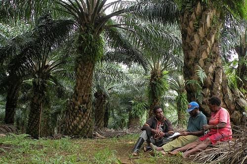 Pemkab Bungo Replanting Kelapa Sawit 1000 Hektar, Anggaran Sebesar Rp 30 Juta Per Hektar