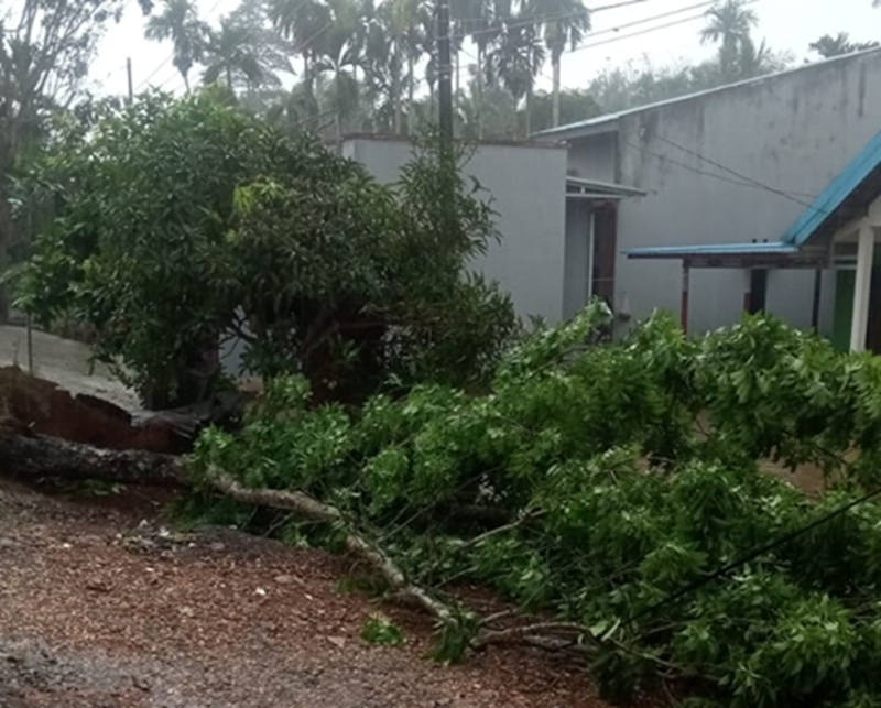 Pohon Besar di Pinggir Jalan Lintas Jambi-Muarasabak Tanjab Timur Tumbang dan Ancam Keselamatan 