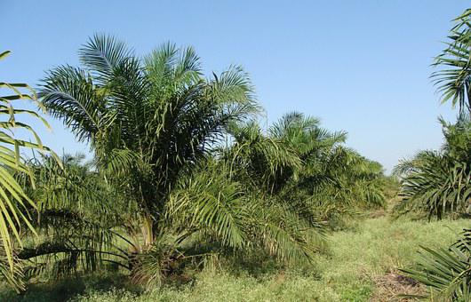 Kreatif, Berbekal Tontonan YouTube, Petani di Geragai Racik Sendiri Racun Rumput, Intip Resepnya Murah Praktis