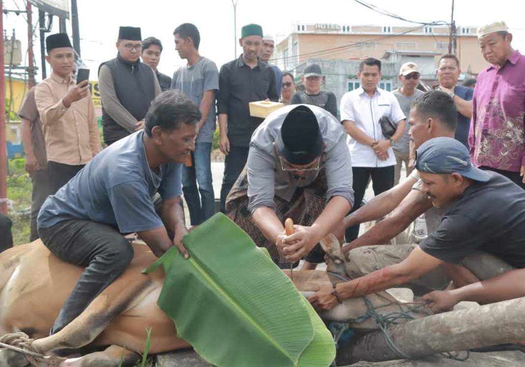 Bupati Tanjab Barat Turun Langsung Penyembelihan Hewan Kurban TP-PKK, Dorong Ekonomi Peternak Lokal