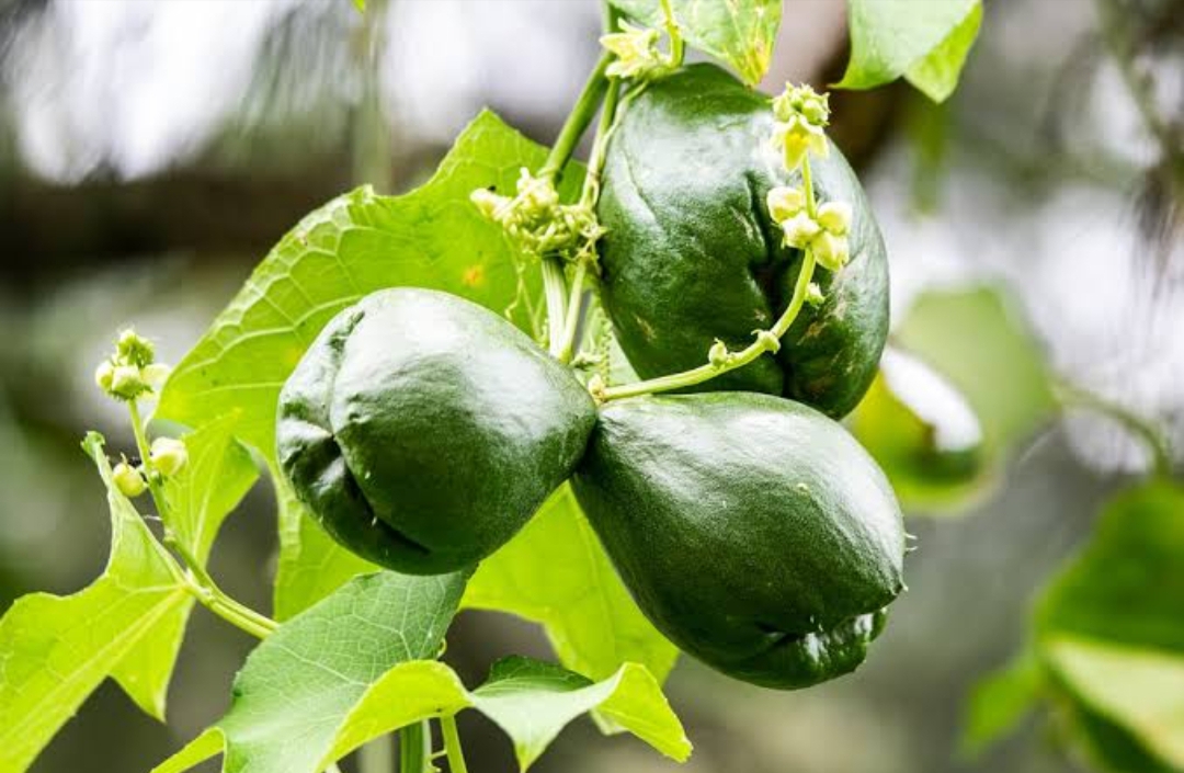 Daun Labu Siam Punya Khasiat Luar Biasa untuk Kesehatan Tubuh