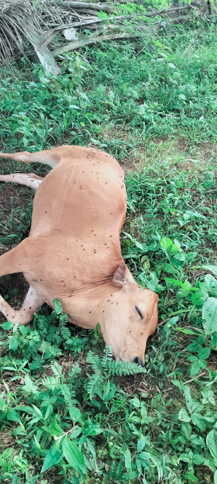 Gara-Gara Ini, Sapi Warga di Tanjungbelit Bungo Mati Mendadak