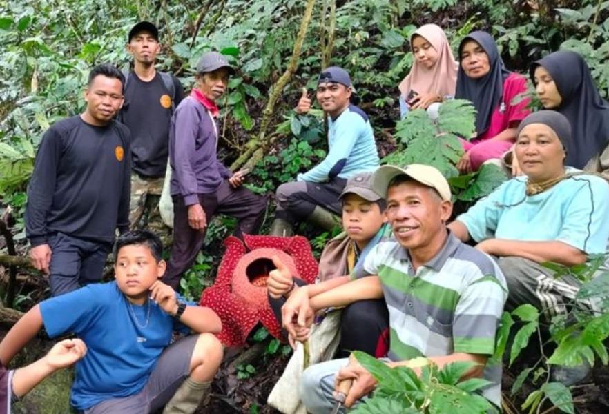 Warga Temukan Bunga Rafflesia di Agam Sumatera Barat, Sudah Mekar Sempurna