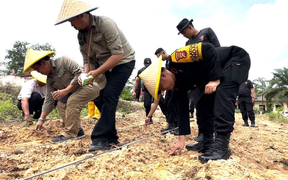 Brimob Polda Jambi Tanam Jagung di Sungai Bertam, Dukung Program Ketahanan Pangan Asta Cita Presiden Prabowo