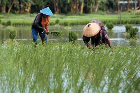  Pemkab Batang Hari Siap Tingkatkan Efisiensi Pengairan Sawah   