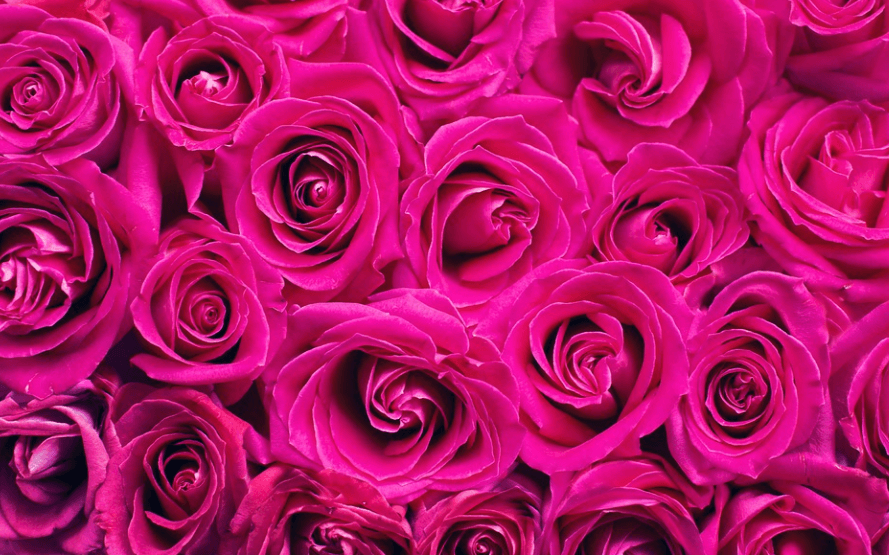 Simbol Cinta dan Romantisme, Ini 5 Rekomendasi Bunga yang Cocok untk Kado Valentine