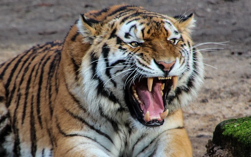 Lagi di Kebun, Warga Kerinci Diserang Harimau, TNKS dan BKSDA Turun Tangan