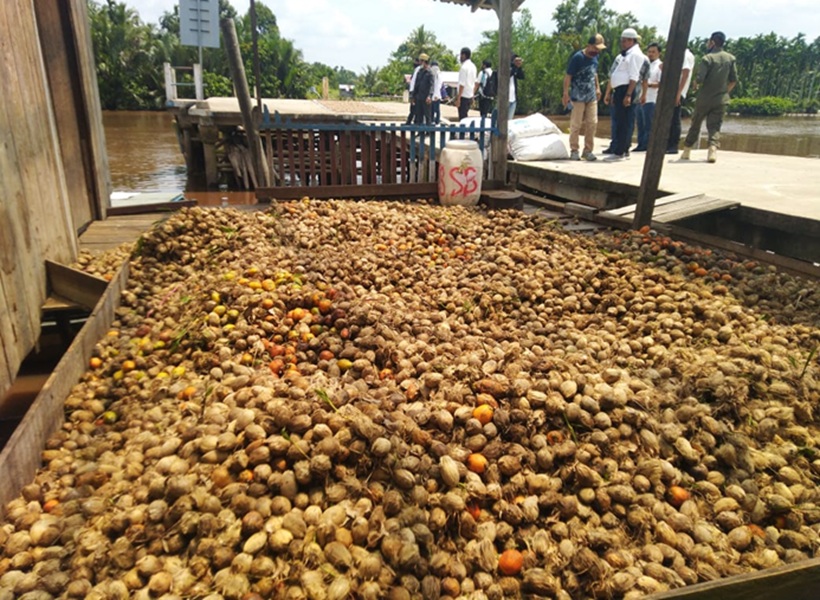 Jelang Lebaran 2025, Harga Pinang di Tanjab Timur Naik, Petani Sumringah