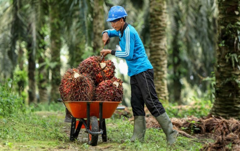 Harga Sawit Turun Drastis, Petani Sawit di Pesbar Mengeluh