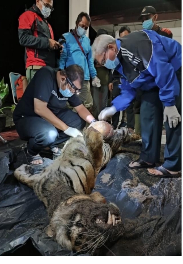 Citra Kartini, Harimau Sumatera Asal Sumatera Utara Mati di Taman Nasional Kerinci Seblat, Ini Penyebabnya