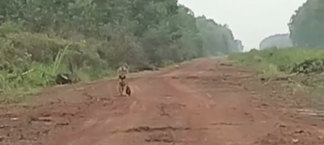 Video Kemunculan Harimau Duduk di Pinggir Jalan Kawasan Petaling, Muarojambi Hebohkan Warga