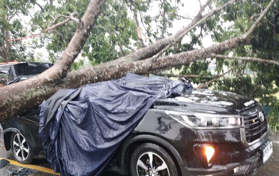 Terungkap! Ini Kronologis Insiden Pohon Tumbang Timpa Mobil yang Tewaskan Personel Polres Tanjab Timur
