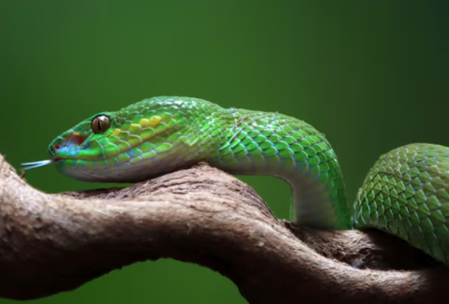 Arti Mimpi Ular: Pertanda Rezeki atau Ancaman?