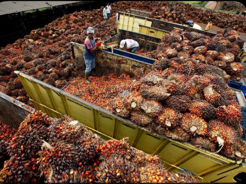 Desember Diperkirakan Turun: Harga Referensi CPO Kelapa Sawit Susut Hampir 4%, Ini Penjelasannya