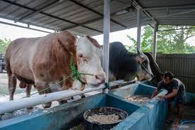  Sapi Berat 1 Ton Bantuan Prabowo untuk Masyarakat Batang Hari di Idul Adha  